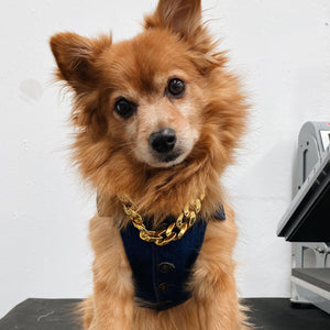 GOLD PET CHAIN
