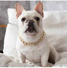 GOLD PET CHAIN