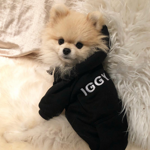 BLACK PET HOODIE