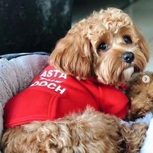 RED PET HOODIE